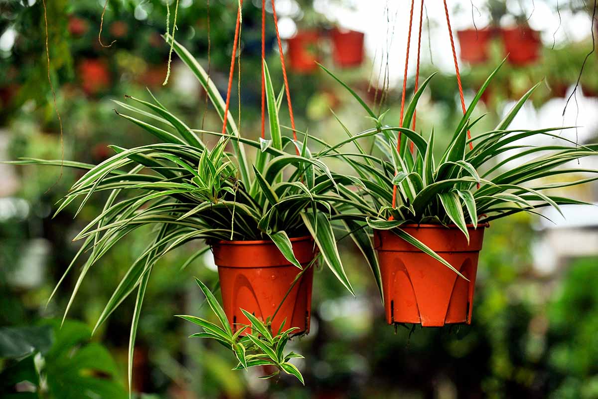 Cây Cỏ Lan Chi (Nguồn ảnh: Sưu tầm).